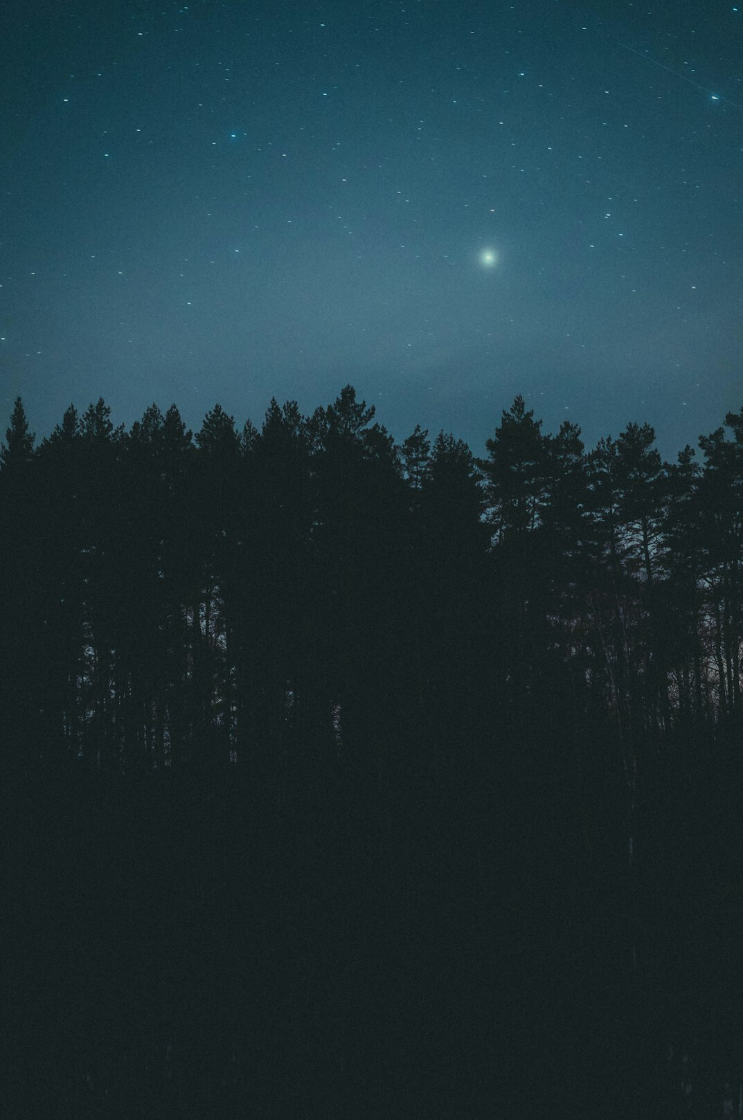 dark mysterious forest at night